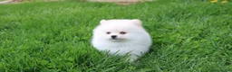 Pomeranian dogs for sale: Charlie  - Ad 9