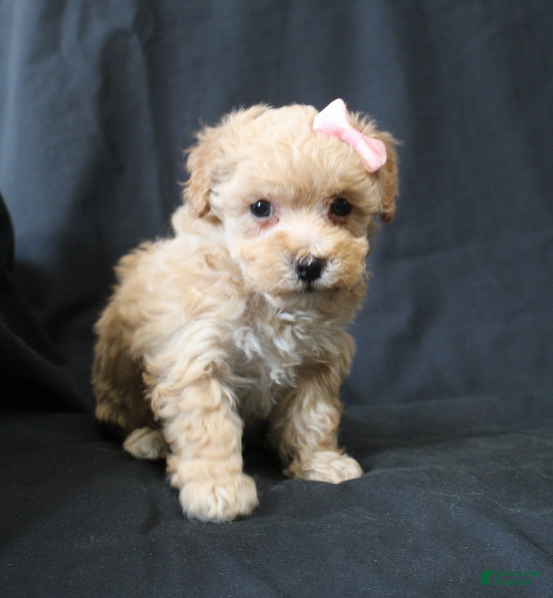 Bichpoo dogs for sale: Betsy - Ad 4