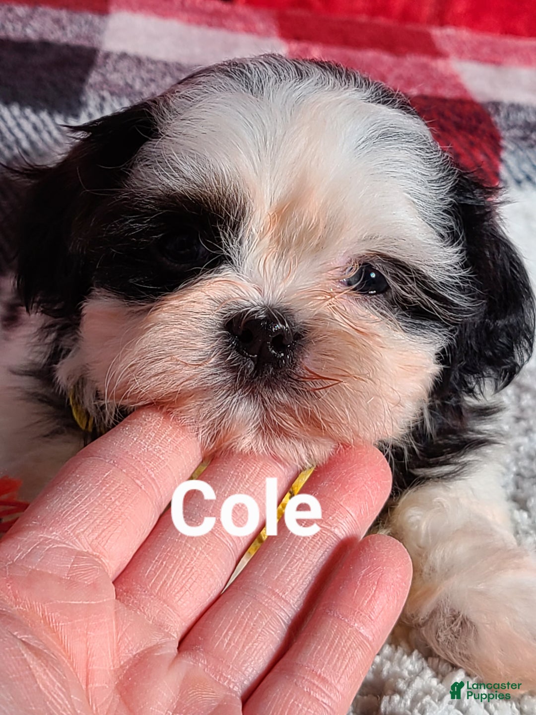 Shih Tzu dogs for sale: Cole  - Ad 3