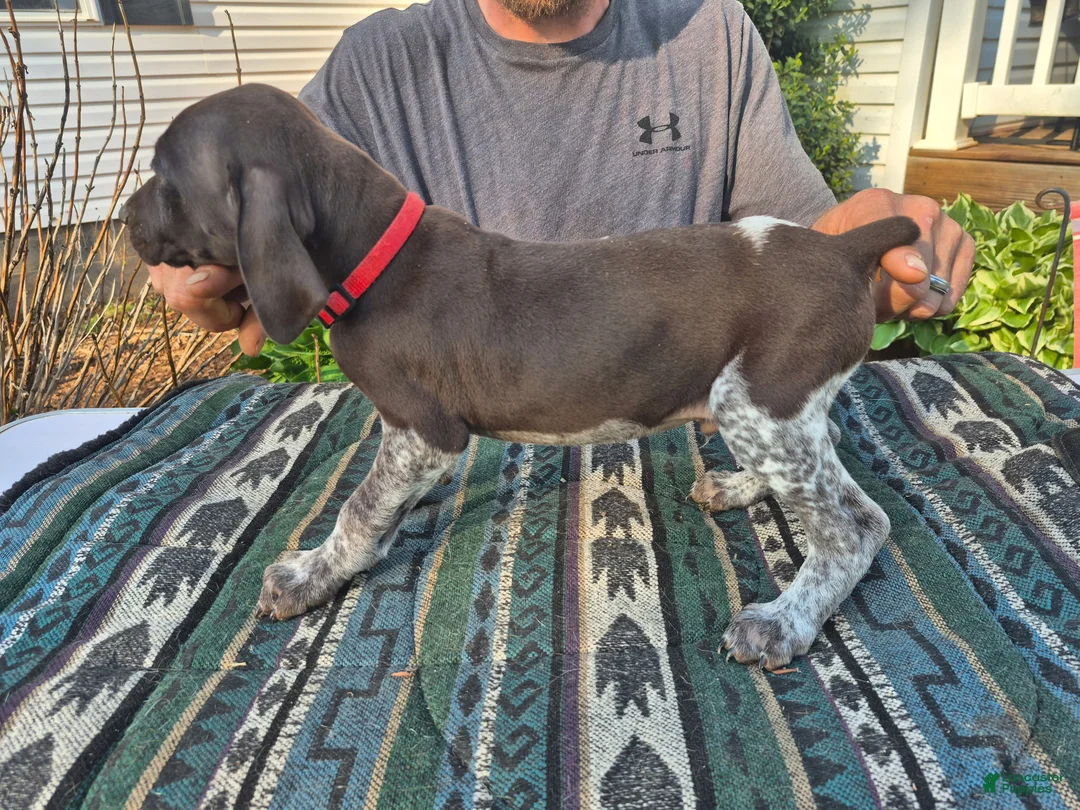 German Shorthaired Pointer dogs for sale: German Shorthaired Pointer Puppy 5 - Ad 1