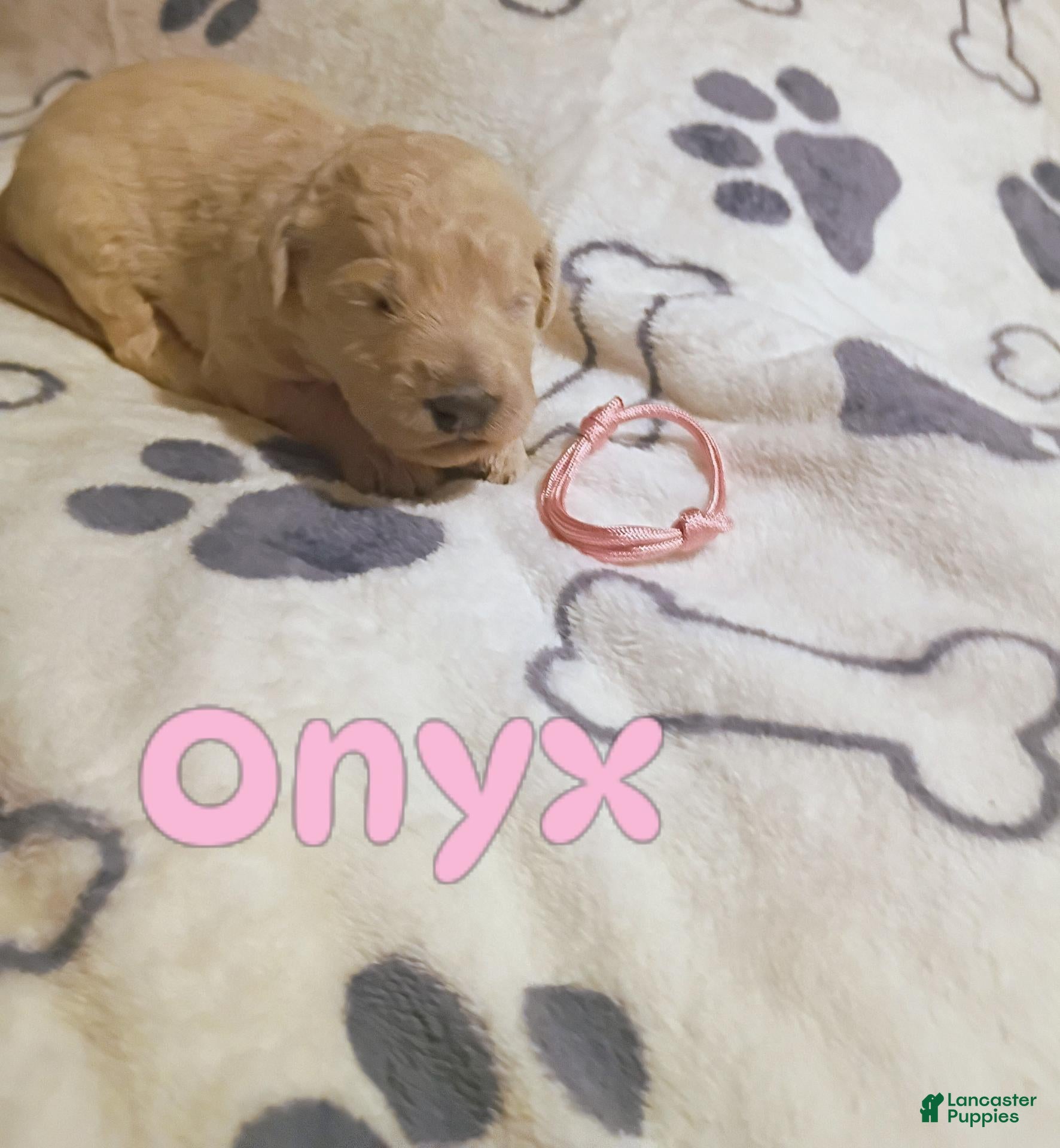 Mixed Breed dogs for sale: Mixed Breed 7 - Ad 20