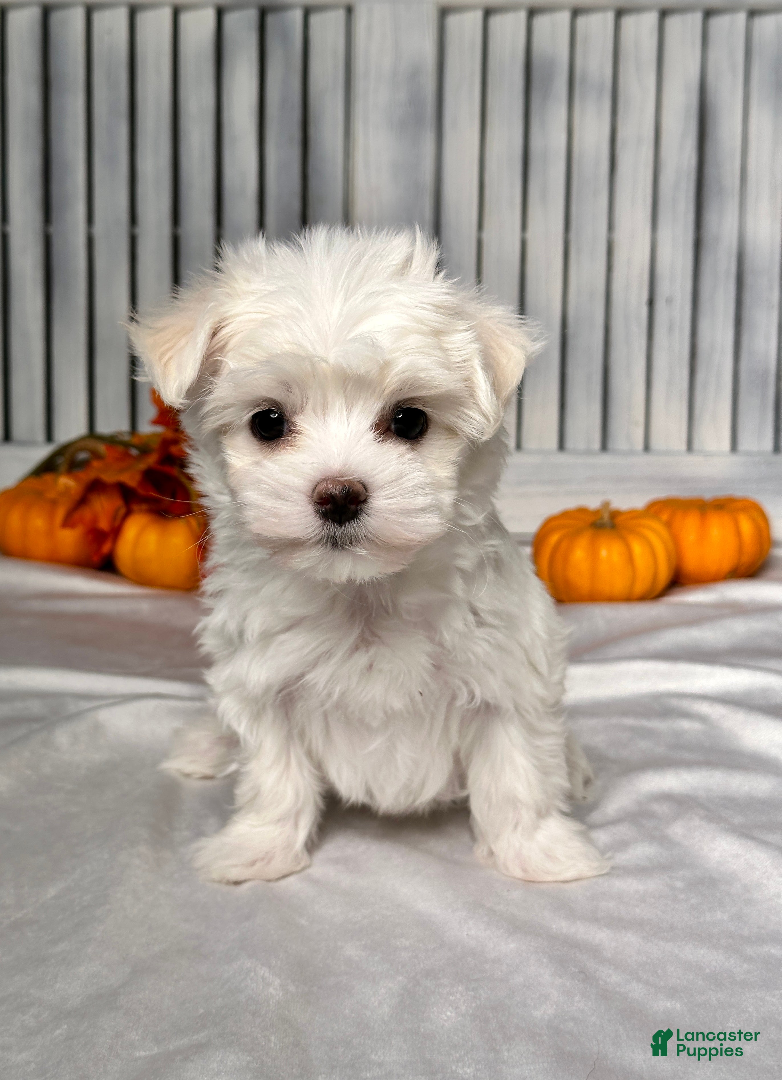 Maltese Puppies for sale in Cleveland, Ohio Lancaster Puppies