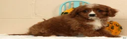 Cavapoo dogs for sale: Ace - Ad 5