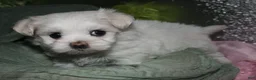 Maltese dogs for sale: Diva - Ad 4