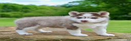 Pomsky dogs for sale: Skip - Ad 3