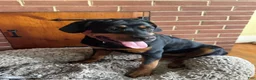 Rottweiler dogs for sale: Nova - Ad 12