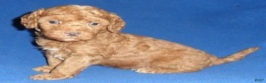 Rusty