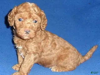 Miniature Poodle dogs for sale: Rusty - Ad 1