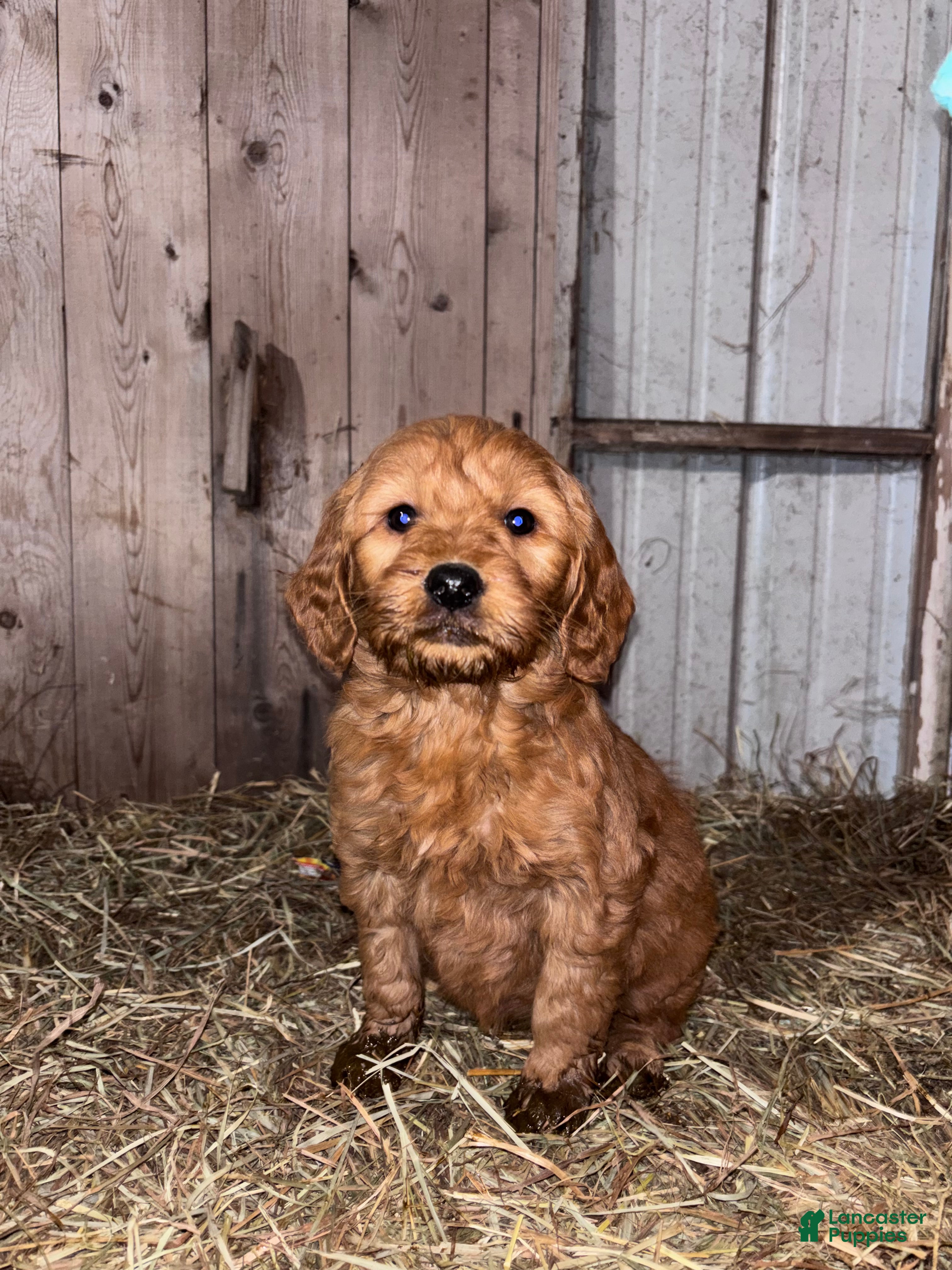 Goldendoodle dogs Goldendoodle Puppy 4 - Ad 4