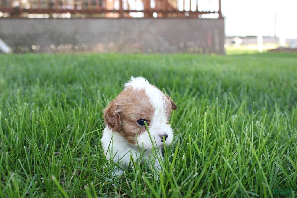 Cavalier King Charles Spaniel dogs Liam Cavalier King Charles Spaniel Puppy  - Ad 2