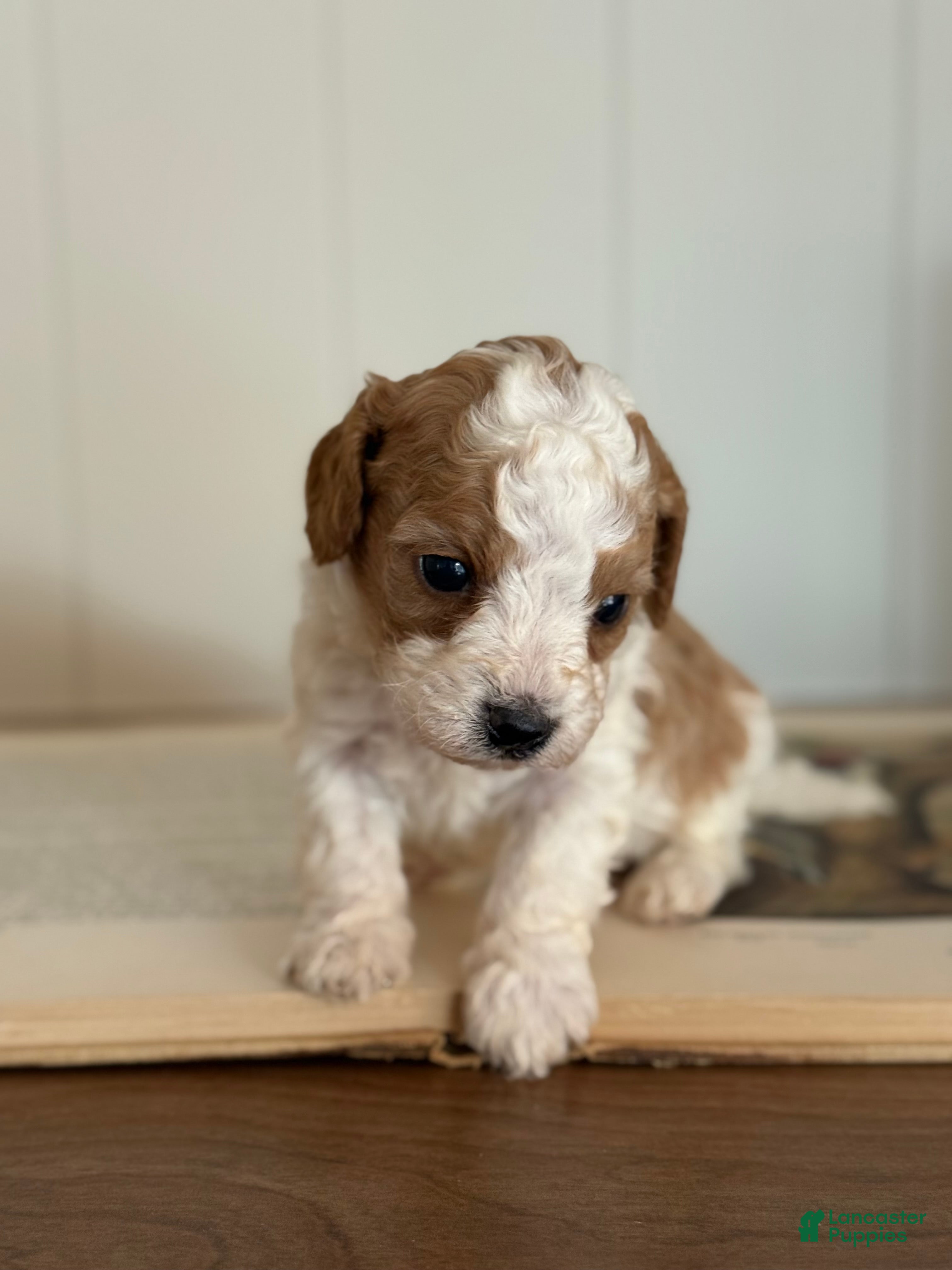 Cavachon dogs Cavachon Puppy 1 - Ad 23