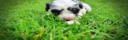 Havapoo dogs for sale: Skye - Ad 9