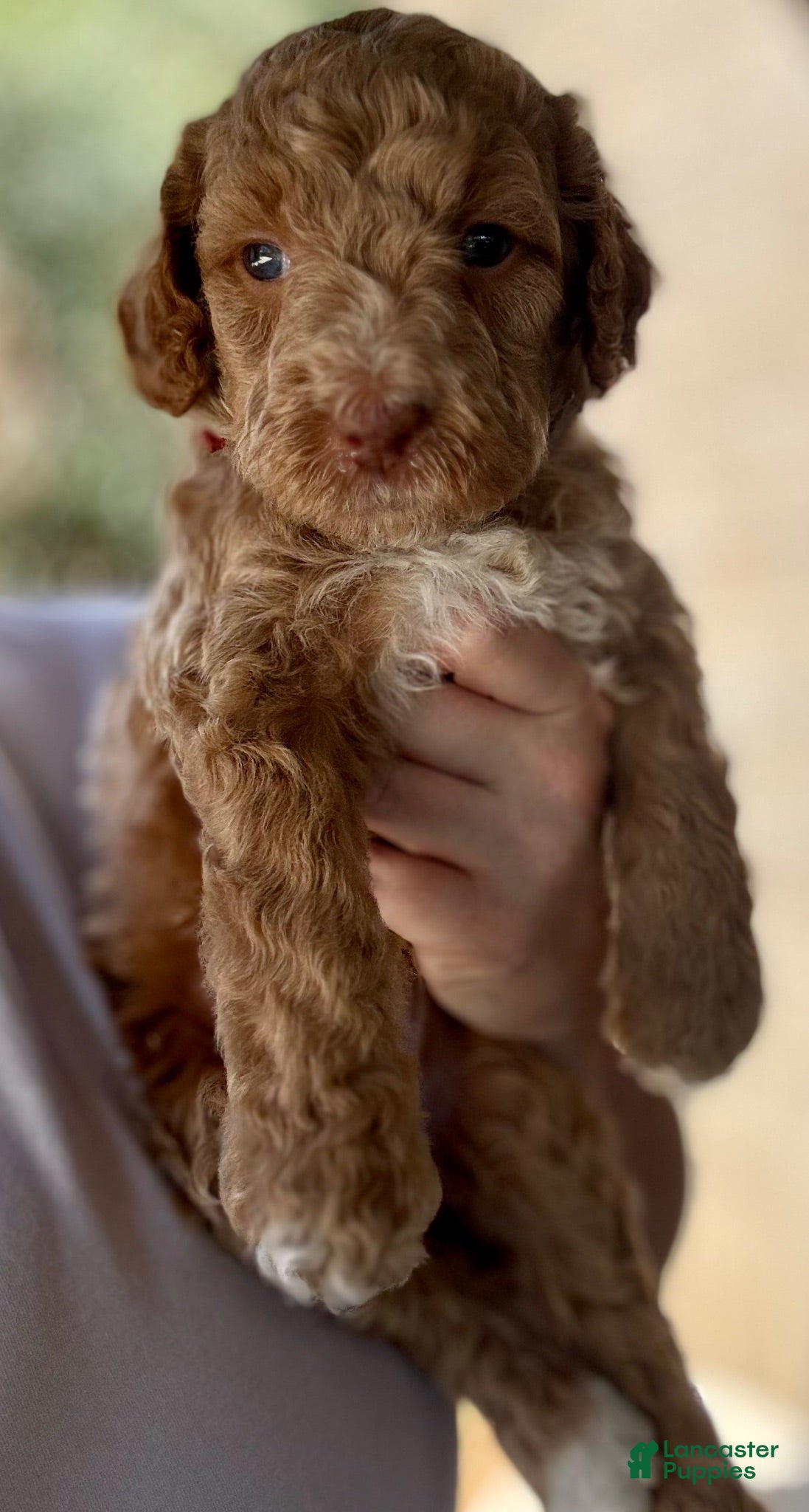 Mini Goldendoodle dogs for sale: Mini Goldendoodle “Sailor” - Ad 3