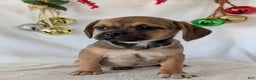 Puggle dogs for sale: Joy  - Ad 7