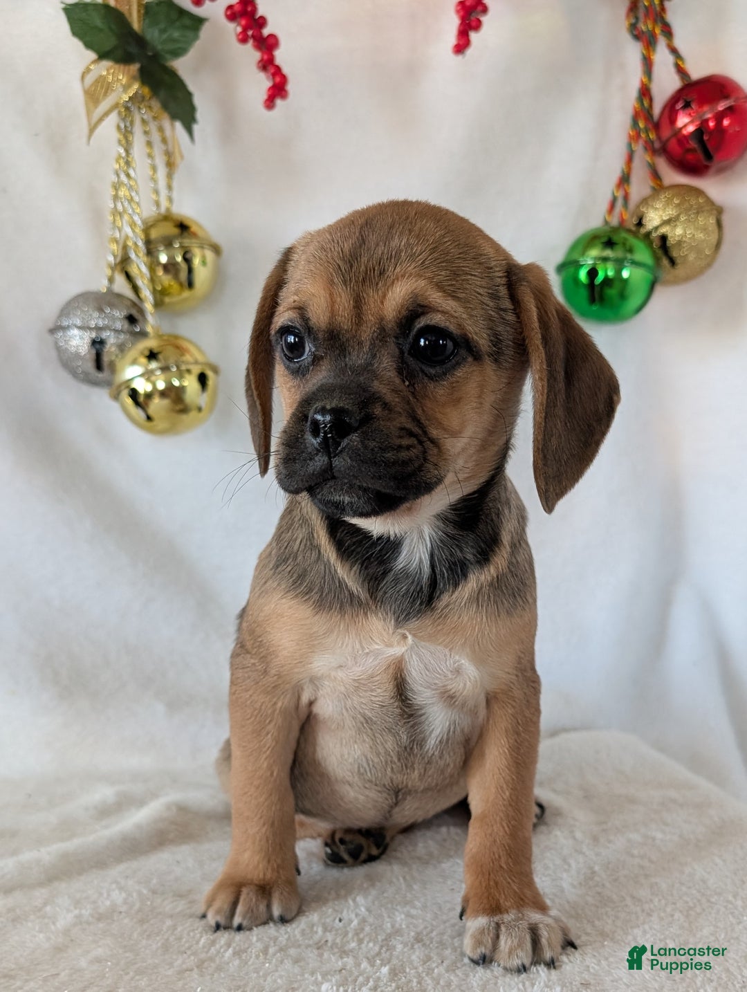 Puggle dogs for sale: Joy  - Ad 7