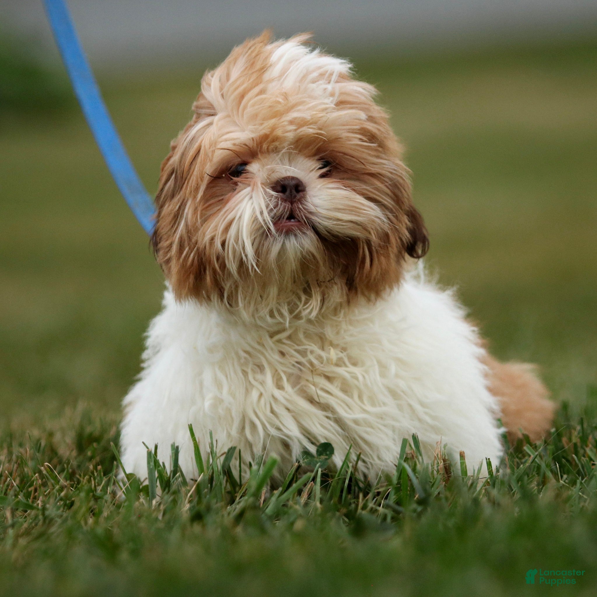 Shih Tzu dogs Dandy Shih Tzu fully leash trained & crate training in progress - Ad 2