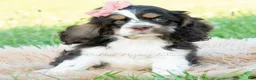Cocker Spaniel dogs for sale: Tansy - Ad 3