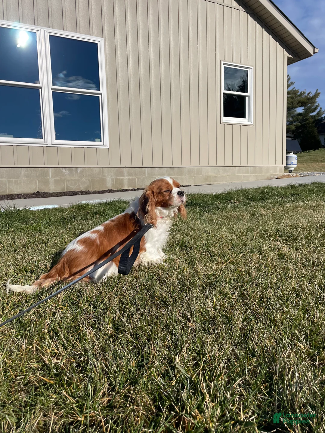 Cavapoo dogs for sale: Sky - Ad 7