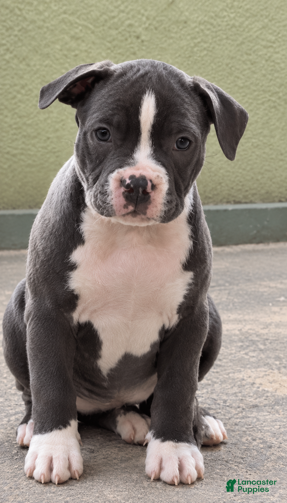 American Bully dogs for sale: Bella - Ad 3