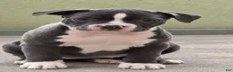 American Bully dogs for sale: Bella - Ad 1