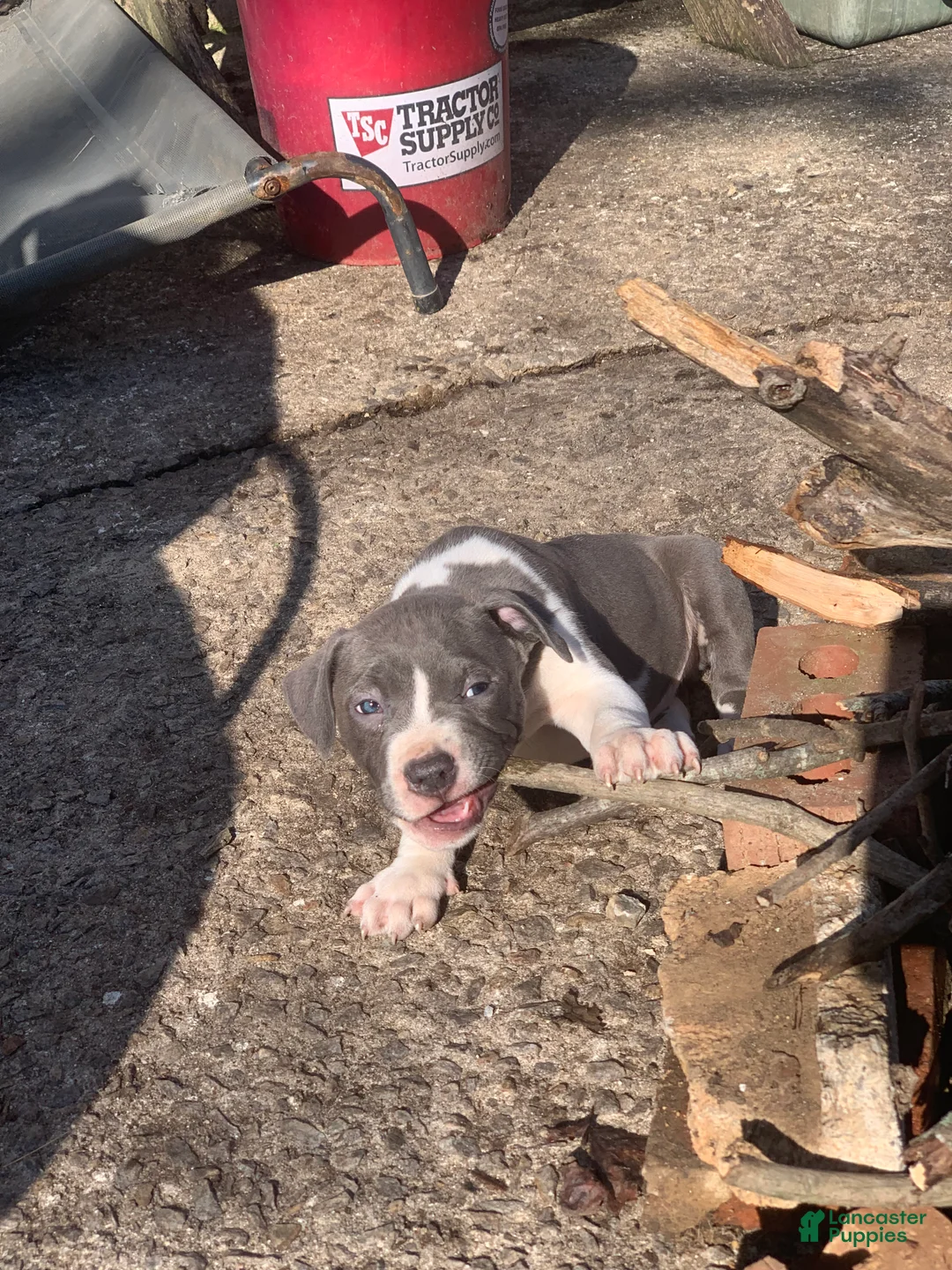 American Pit Bull Terrier dogs for sale: Zeus - Ad 3