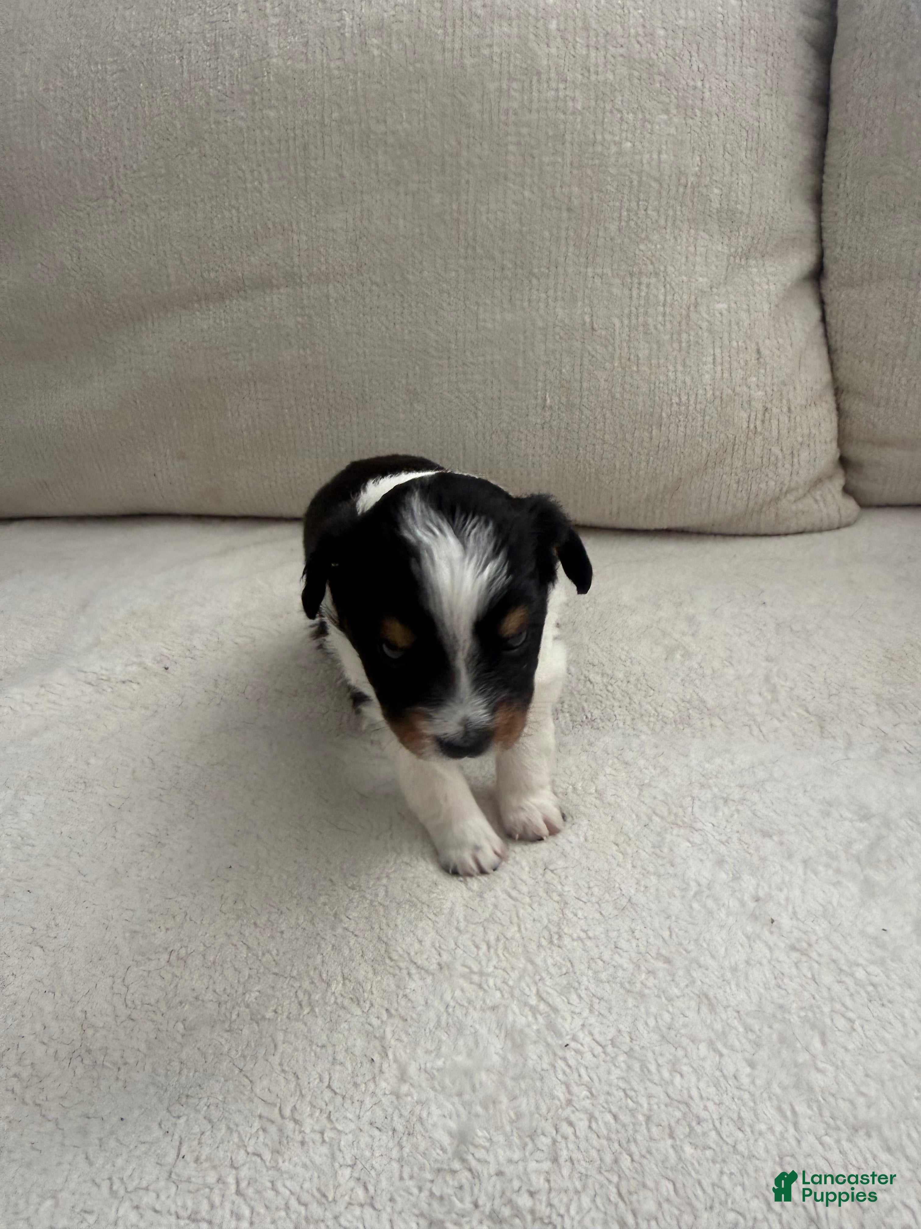 Toy Australian Shepherd dogs for sale: Toy Australian Shepherd 6 - Ad 2