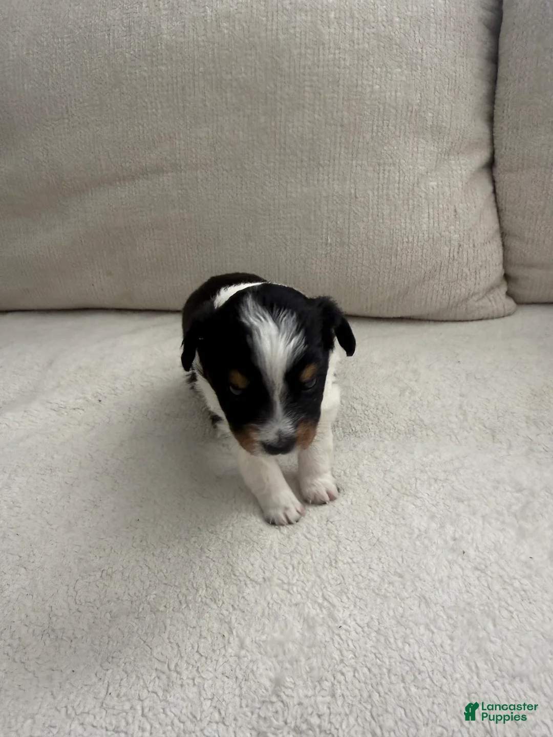 Toy Australian Shepherd dogs for sale: Toy Australian Shepherd 6 - Ad 2