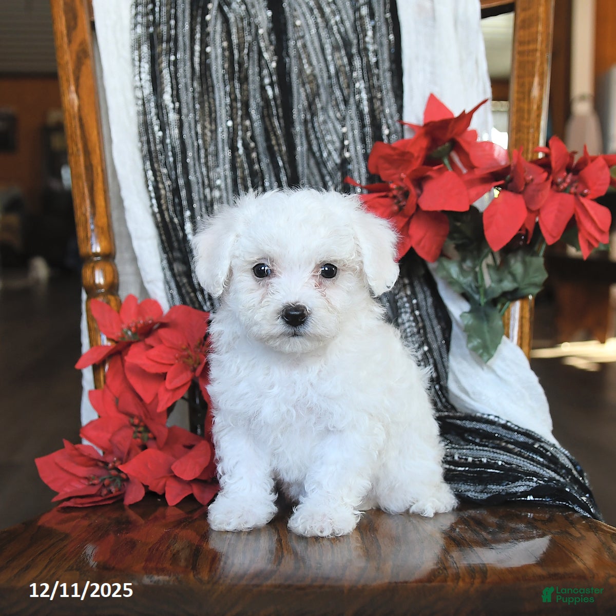 Bichon Frise dogs Daisy - Ad 13