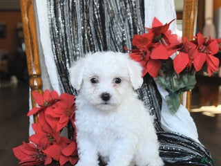 Bichon Frise dogs Daisy - Ad 7