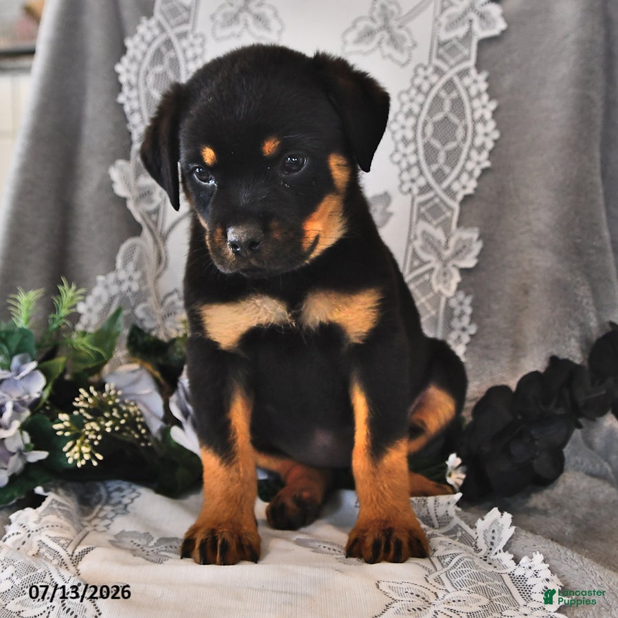 Rottweiler dogs Pixie - Ad 2