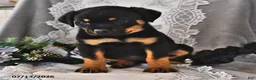 Rottweiler dogs for sale: Pixie - Ad 2