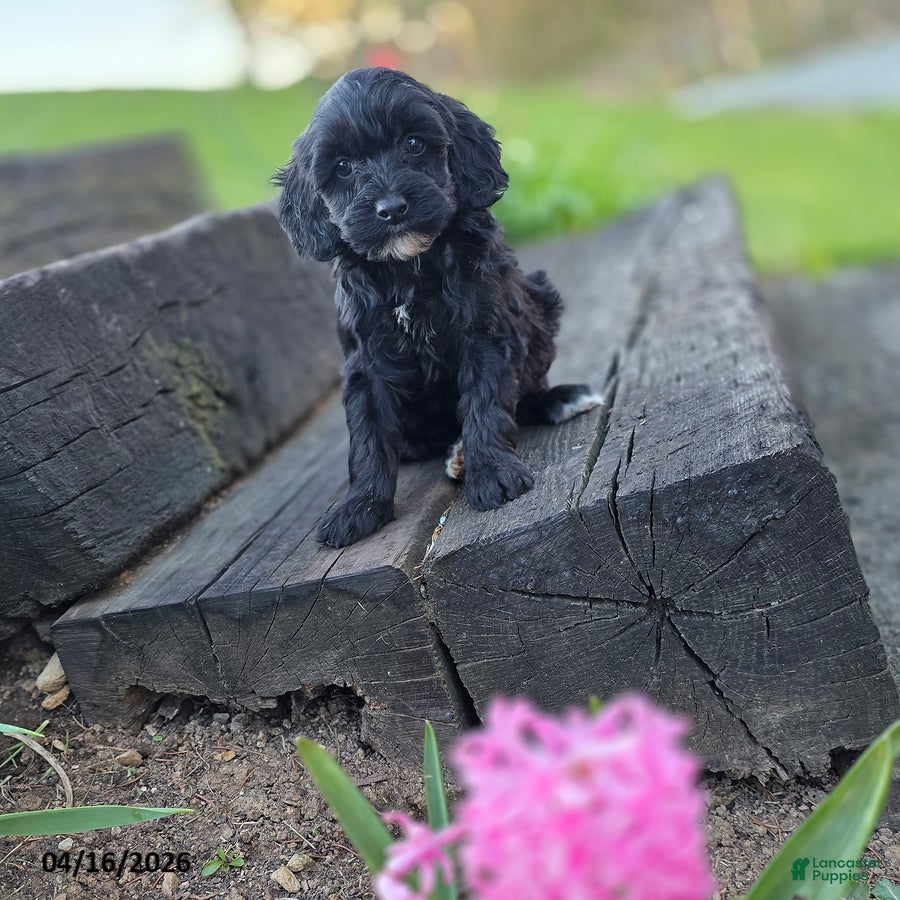 Mini Bernedoodle dogs Sari - Ad 1