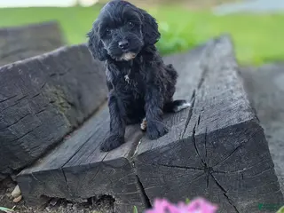 Mini Bernedoodle dogs for sale: Sari - Ad 2