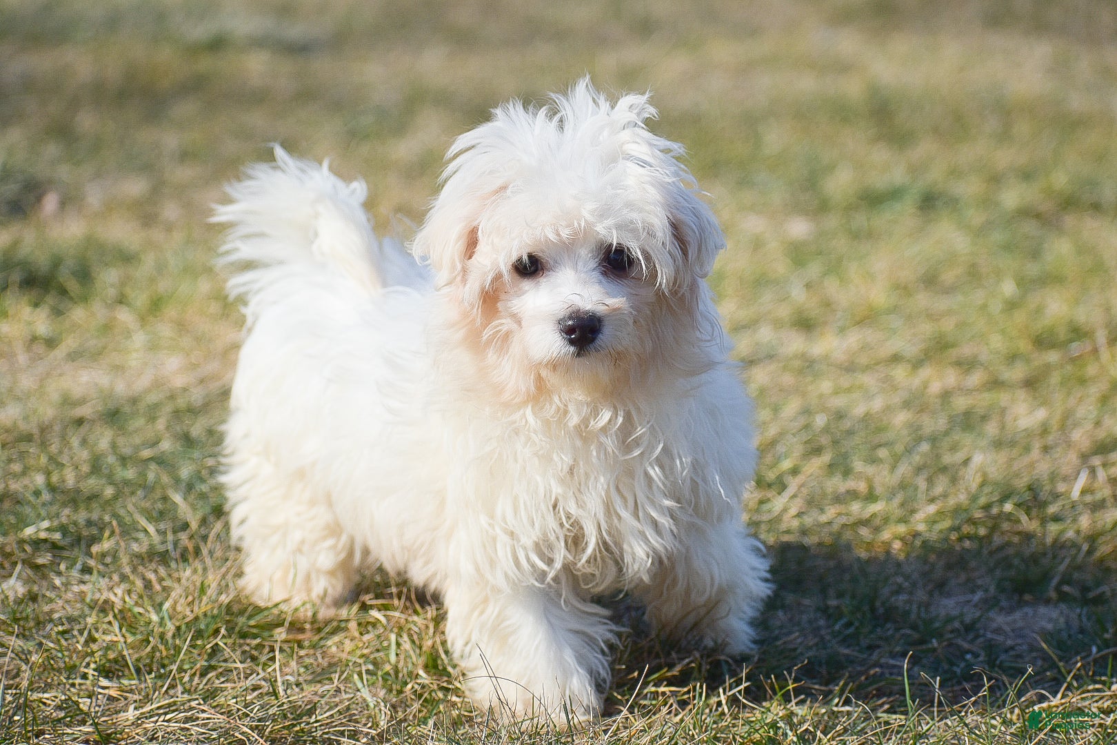 Maltese dogs Landon - Ad 15