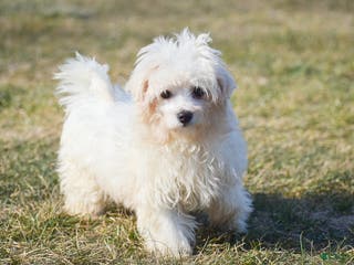 Maltese dogs Landon - Ad 27