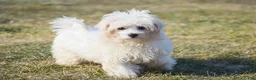Maltese dogs for sale: Landon - Ad 1