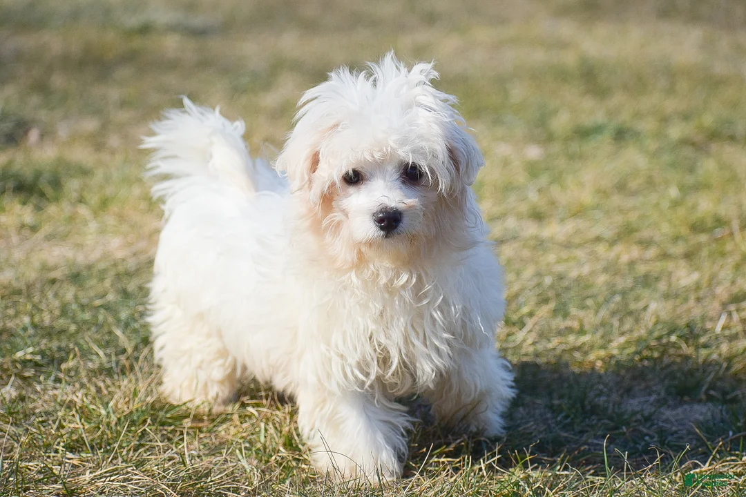 Maltese dogs for sale: Landon - Ad 1