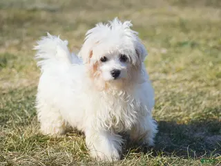 Maltese dogs Landon - Ad 25