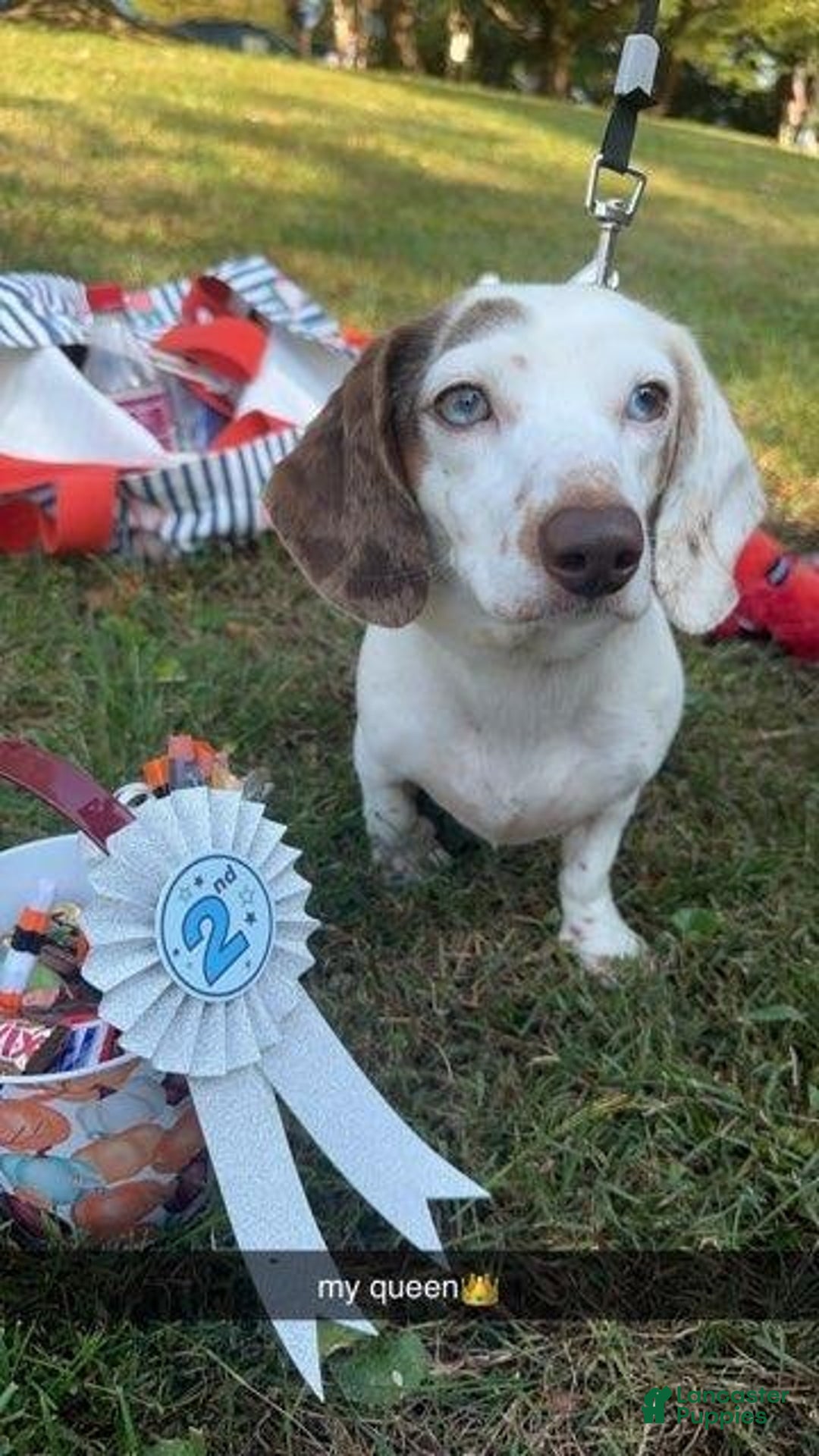 Miniature Dachshund dogs for sale: Coco - Ad 4