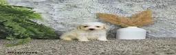 Toy Poodle dogs for sale: Tyler   EXTRA SMALL - Ad 4