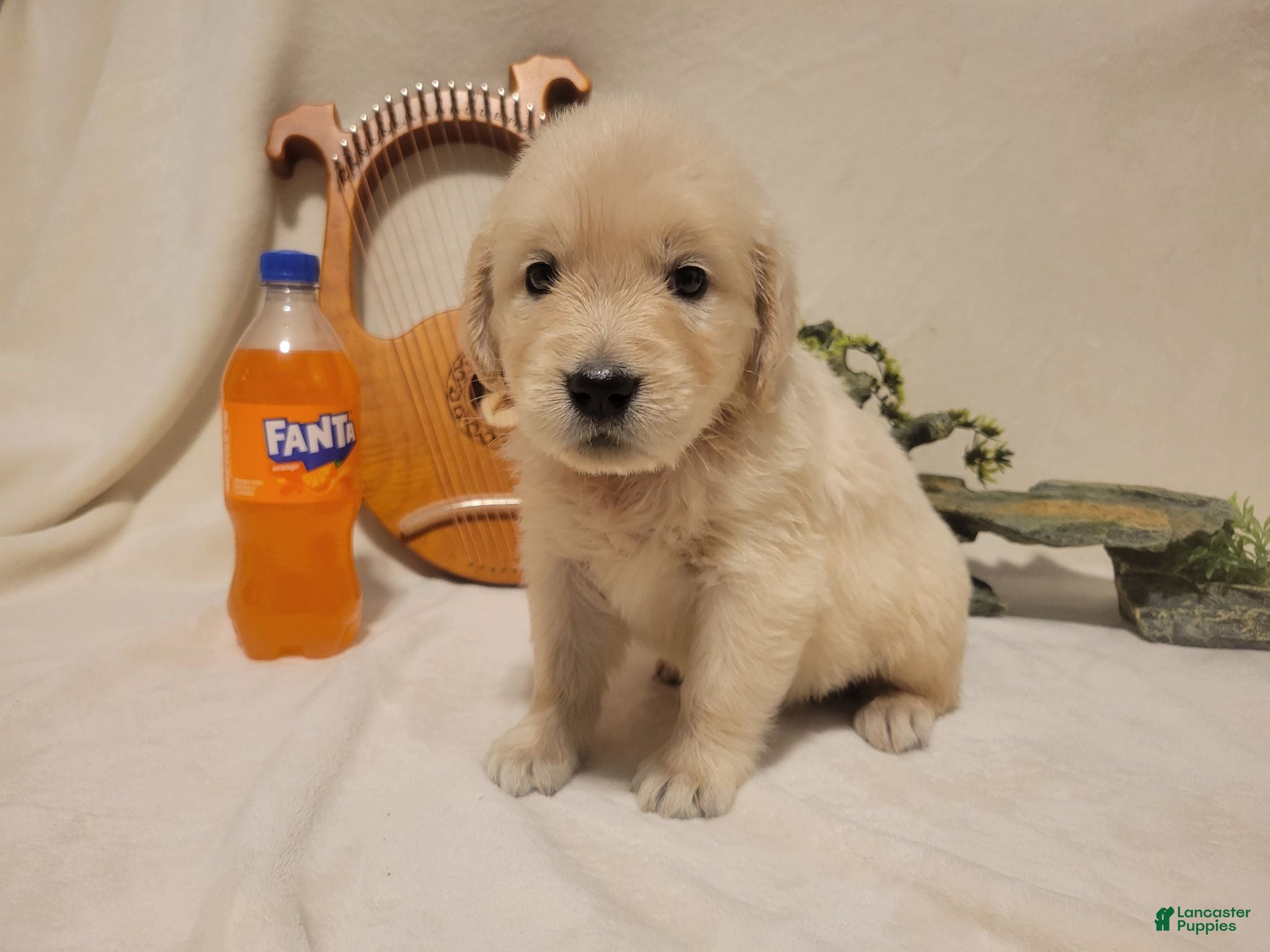 Golden Retriever dogs Champion Sired, Fanta - Ad 16