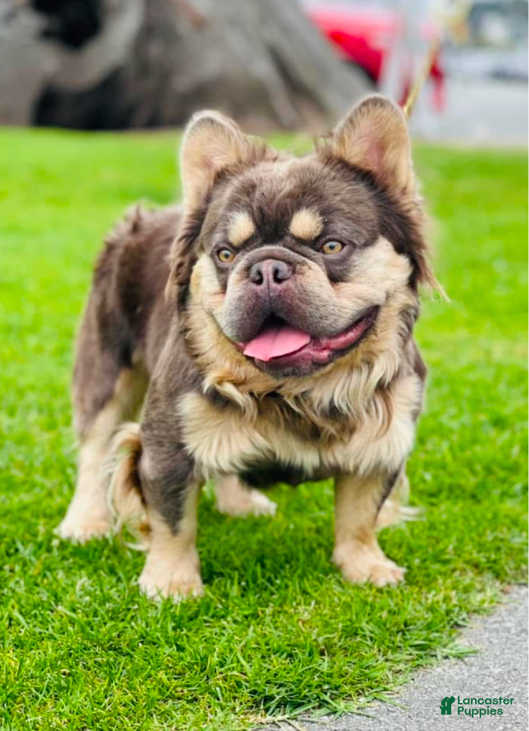 Gallery Image {{count}}