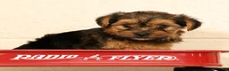 Yorkshire Terrier dogs for sale: Pumpkin - Ad 3