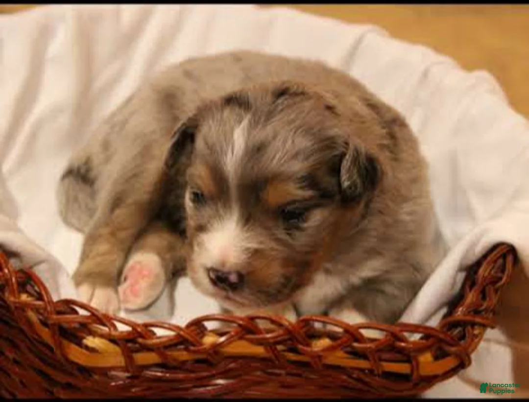 Miniature Australian Shepherd dogs for sale: Glacier - Ad 2