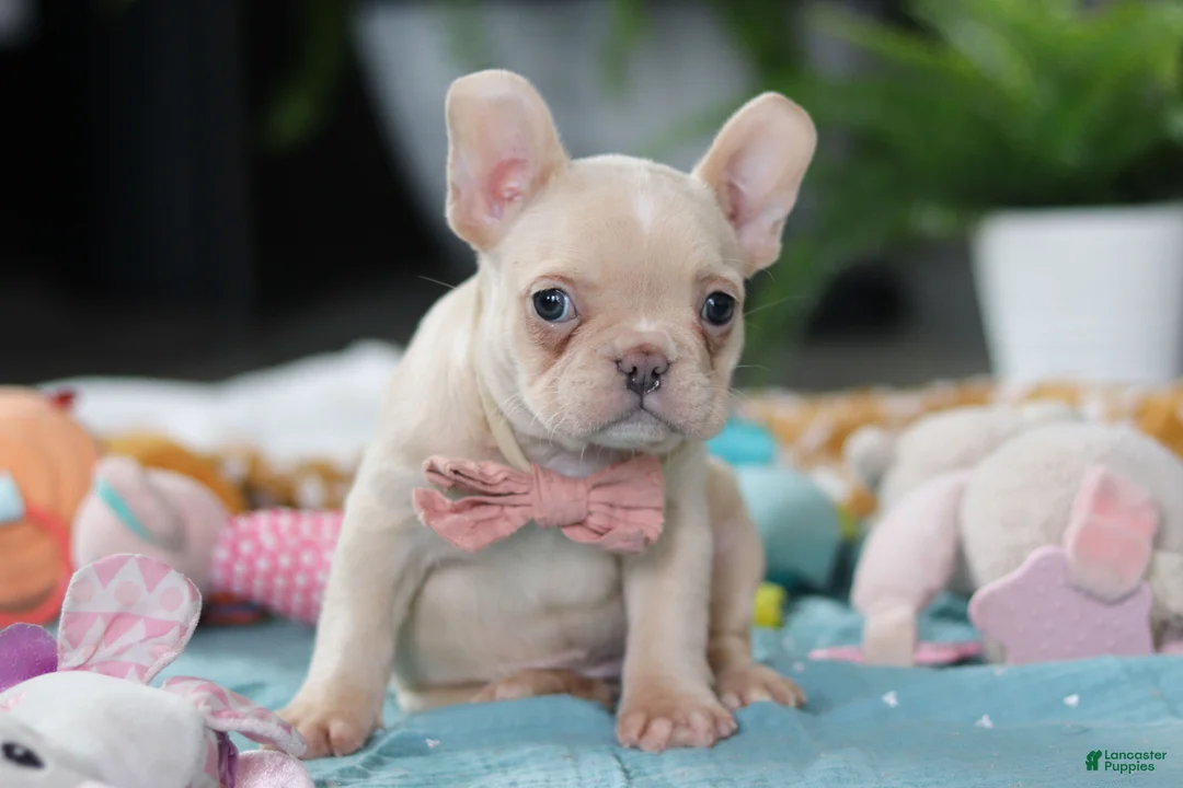 French Bulldog dogs for sale: Sofia - Ad 1