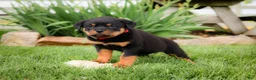 Rottweiler dogs for sale: Ulysses - Ad 4
