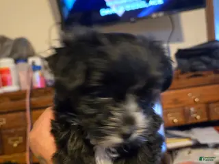 Mixed Breed dogs Mixed Breed Puppy 8 - Ad 20