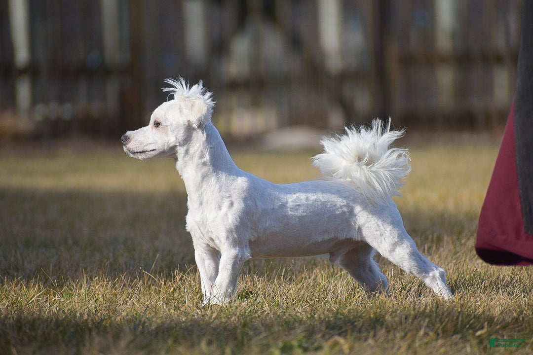 Maltese dogs for sale: Gavin - Ad 2