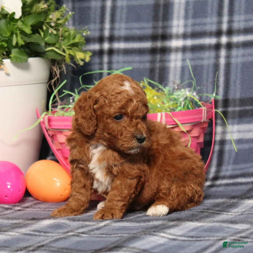 Miniature Poodle dogs for sale: Landon - Ad 4