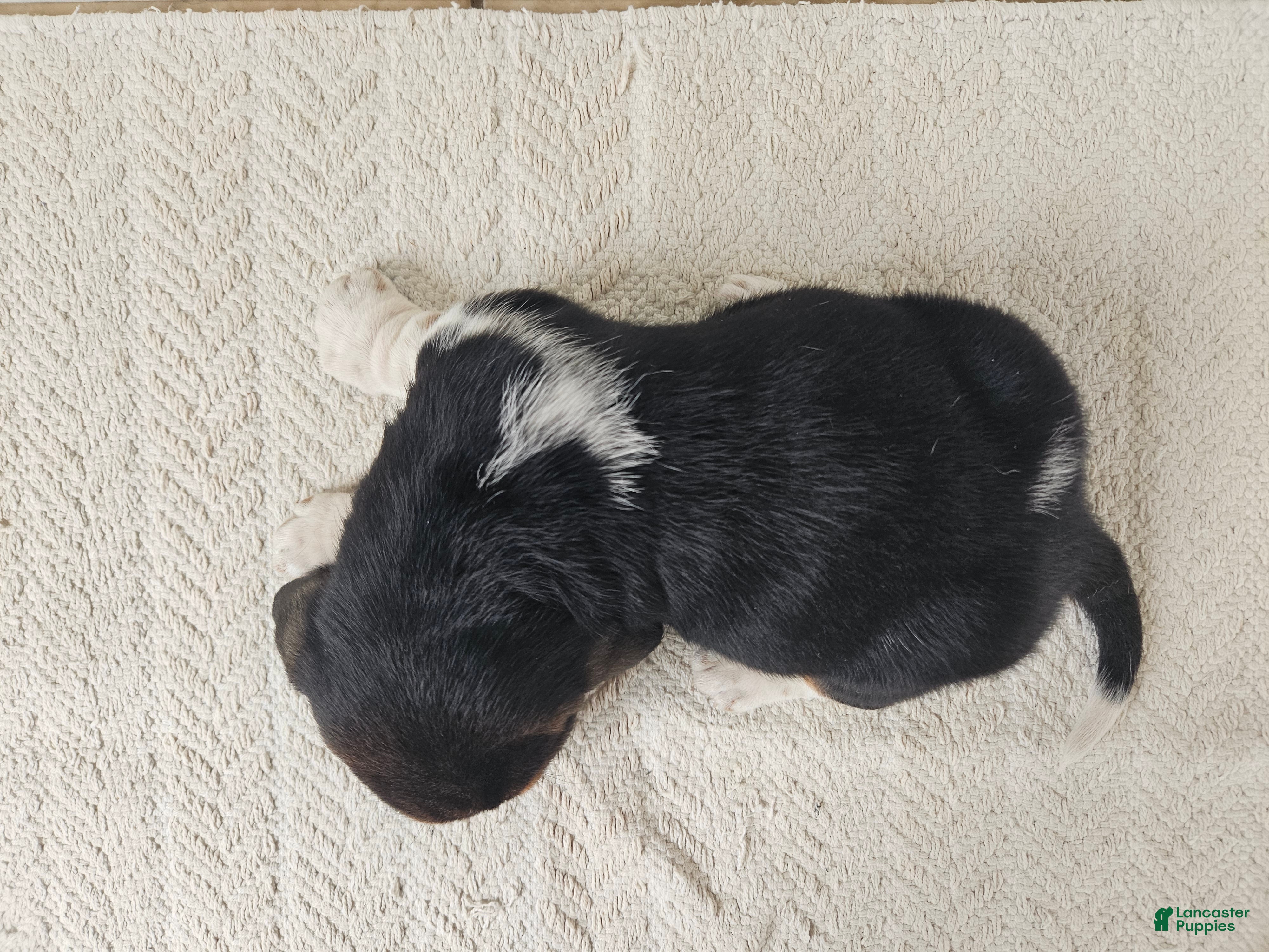 Basset Hound dogs Cooper - Ad 2